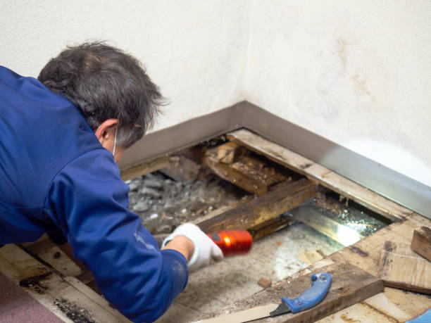 Best Mold Removal Company Near Me  in Barview, OR