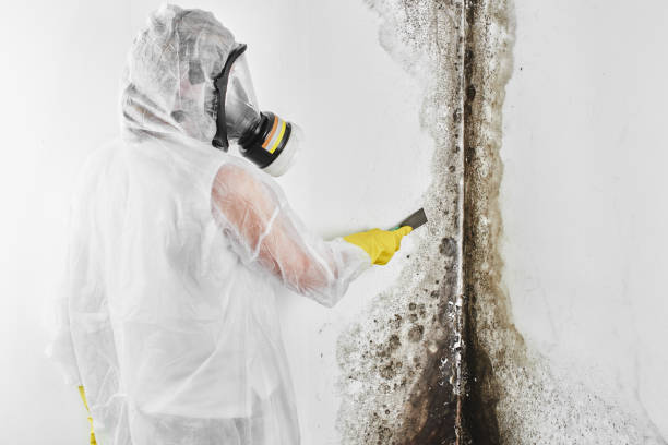 Best Commercial Mold Removal  in Barview, OR