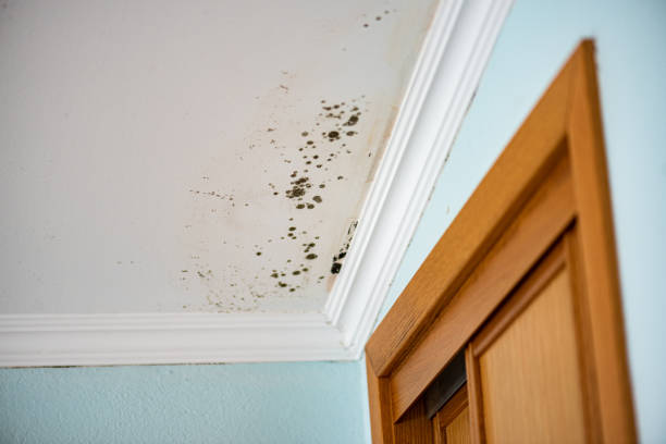 Best Crawl Space Mold Removal  in Barview, OR