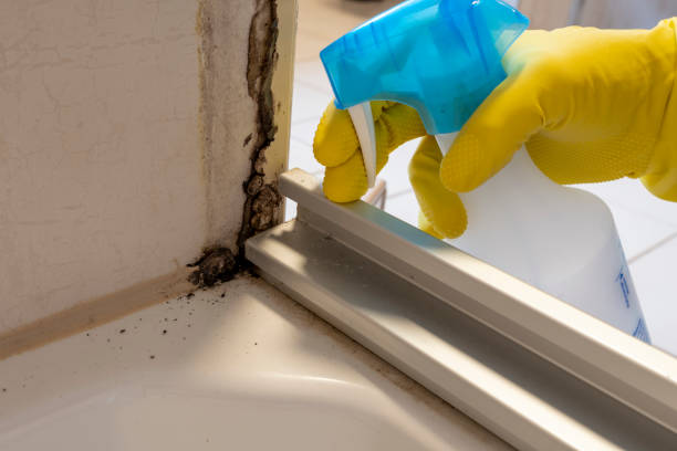 Best Emergency Mold Removal  in Barview, OR