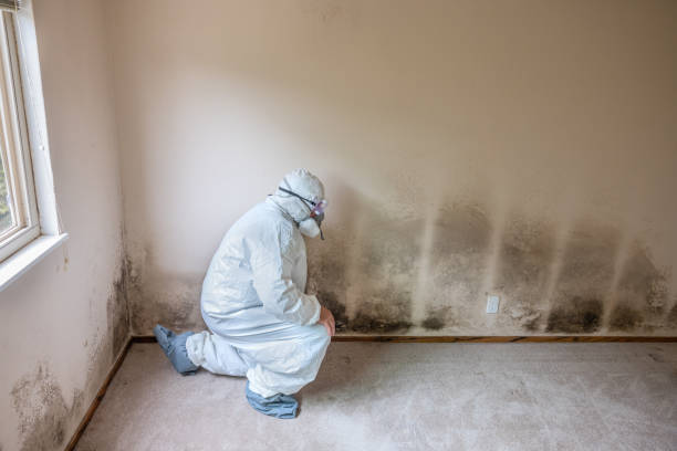 Best Professional Mold Removal  in Barview, OR