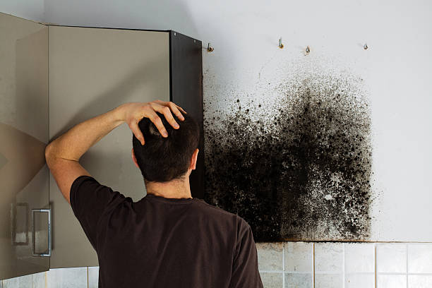 Best Mold Removal Near Me  in Barview, OR