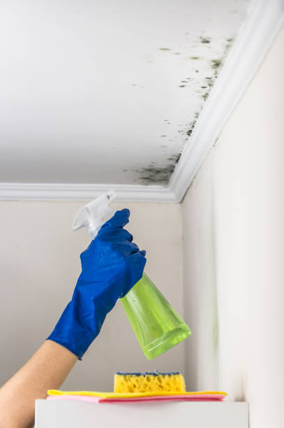 Mold Removal Process in Barview, OR