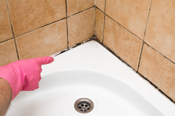 Best Mold Damage Repair  in Barview, OR